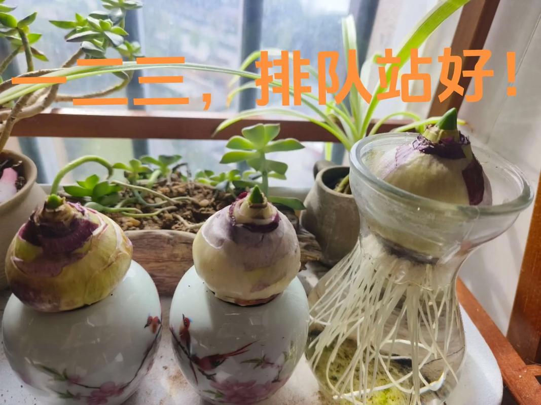 风信子水培烂心怎么救？-第3张图片-吾爱花网