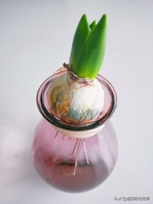 风信子水培烂心怎么救?-第1张图片-吾爱花网 风信子水培烂心怎么救?-第1张图片-吾爱花网