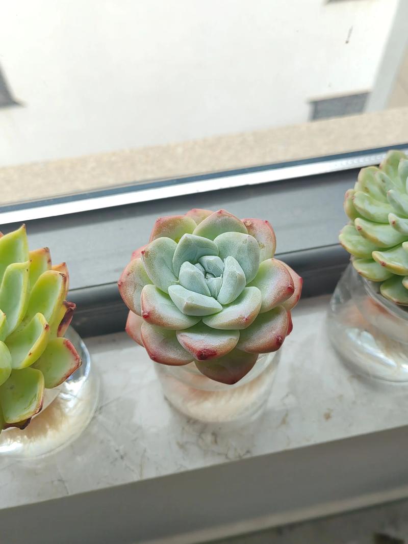 水培多肉能长多大?极限尺寸是多少?-第1张图片-吾爱花网 水培多肉能长多大?极限尺寸是多少?-第1张图片-吾爱花网