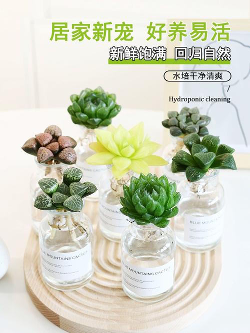 水培多肉能长多大?极限尺寸是多少?-第3张图片-吾爱花网 水培多肉能长多大?极限尺寸是多少?-第3张图片-吾爱花网