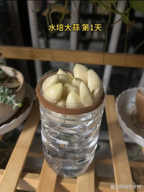 大蒜水培一年不烂?-第2张图片-吾爱花网 大蒜水培一年不烂?-第2张图片-吾爱花网