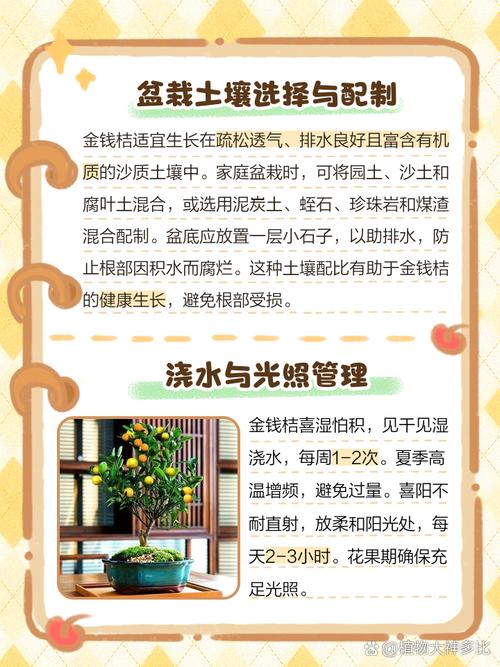 盆栽小金桔何时结果?-第3张图片-吾爱花网 盆栽小金桔何时结果?-第3张图片-吾爱花网