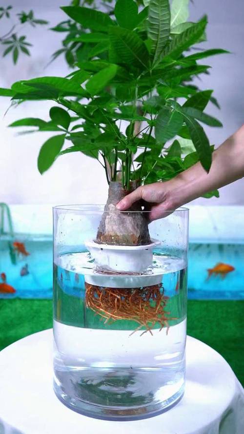 盆栽浇什么水长得好？-第1张图片-吾爱花网