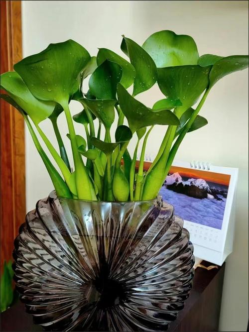 盆栽浇什么水长得好？-第3张图片-吾爱花网