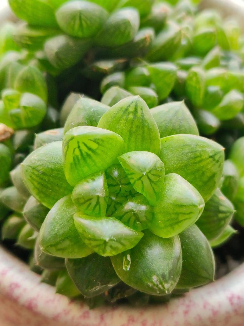 玉露生长特点有哪些?-第1张图片-吾爱花网 玉露生长特点有哪些?-第1张图片-吾爱花网