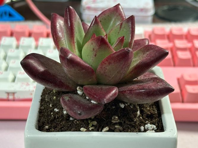 红日轮多肉的花语是什么?-第2张图片-吾爱花网 红日轮多肉的花语是什么?-第2张图片-吾爱花网