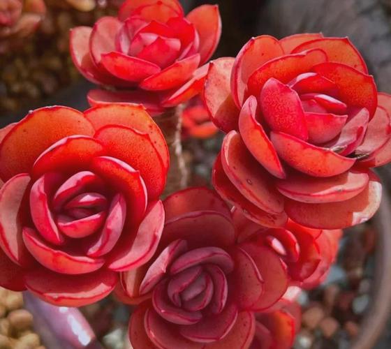 红日轮多肉的花语是什么?-第1张图片-吾爱花网 红日轮多肉的花语是什么?-第1张图片-吾爱花网