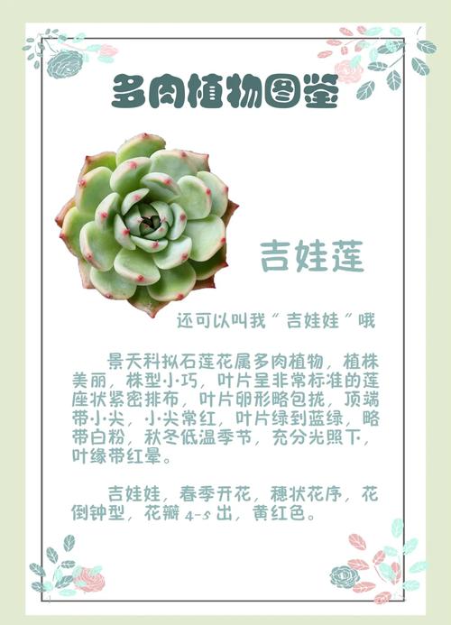 红日轮多肉的花语是什么?-第3张图片-吾爱花网 红日轮多肉的花语是什么?-第3张图片-吾爱花网