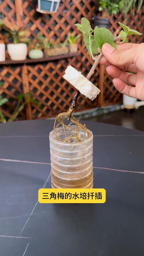 三角梅水培生根后如何正确入盆?-第1张图片-吾爱花网 三角梅水培生根后如何正确入盆?-第1张图片-吾爱花网