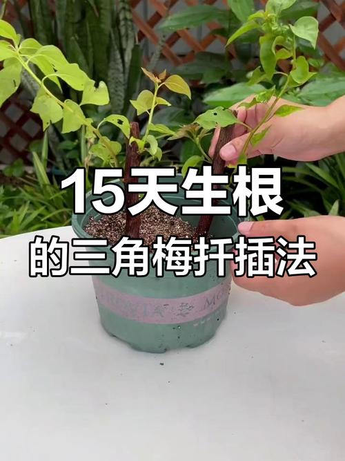 三角梅水培生根后如何正确入盆?-第2张图片-吾爱花网 三角梅水培生根后如何正确入盆?-第2张图片-吾爱花网