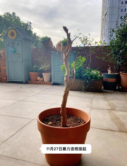 三角梅水培生根后如何正确入盆?-第3张图片-吾爱花网 三角梅水培生根后如何正确入盆?-第3张图片-吾爱花网