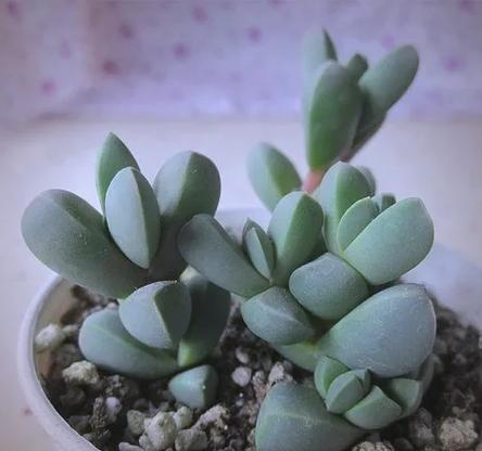 冬天养护鹿角海棠,该注意什么?-第1张图片-吾爱花网 冬天养护鹿角海棠,该注意什么?-第1张图片-吾爱花网