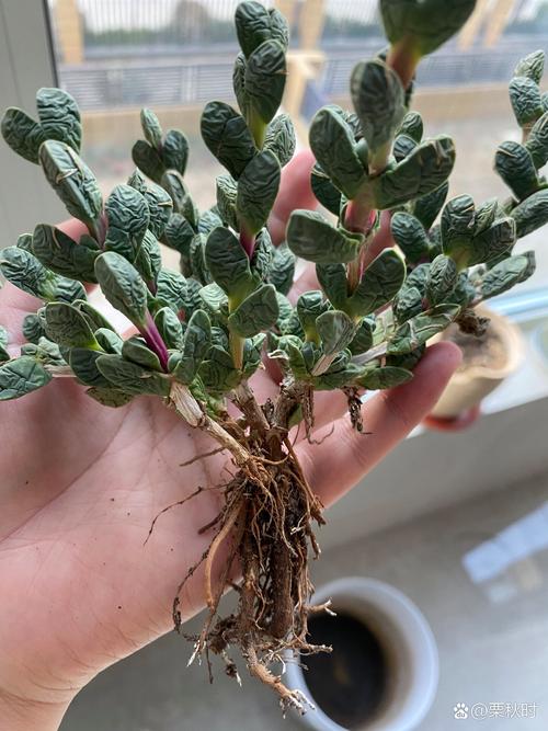 冬天养护鹿角海棠,该注意什么?-第3张图片-吾爱花网 冬天养护鹿角海棠,该注意什么?-第3张图片-吾爱花网