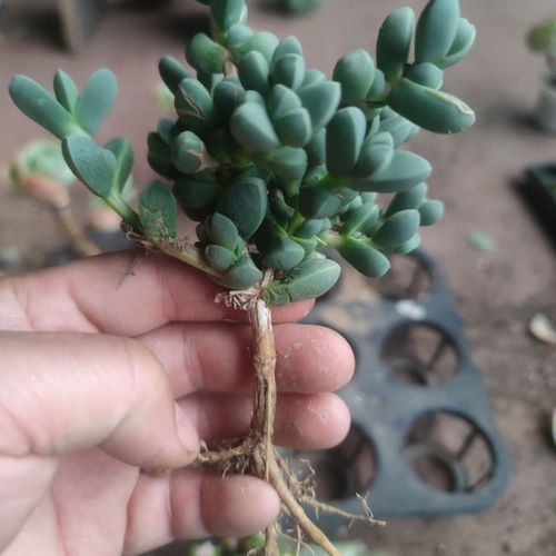 冬天养护鹿角海棠,该注意什么?-第2张图片-吾爱花网 冬天养护鹿角海棠,该注意什么?-第2张图片-吾爱花网