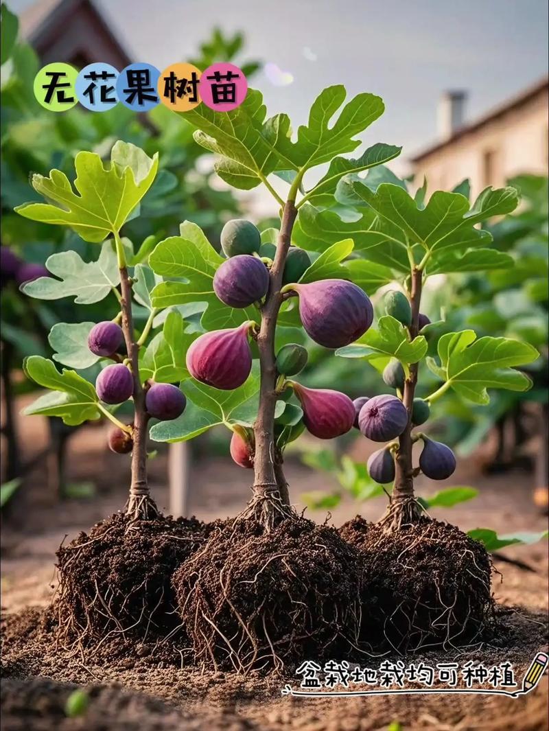 盆栽无花果结果后何时摘最合适？-第2张图片-吾爱花网