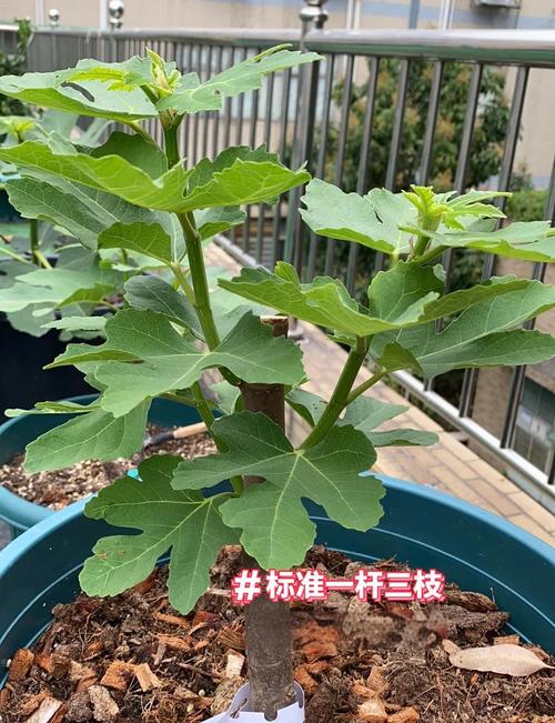 盆栽无花果结果后何时摘最合适？-第1张图片-吾爱花网