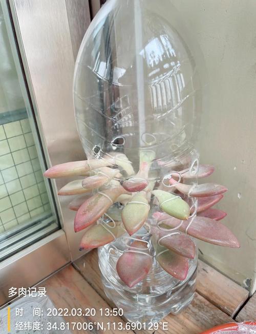 多肉叶插水培可行吗?-第3张图片-吾爱花网 多肉叶插水培可行吗?-第3张图片-吾爱花网