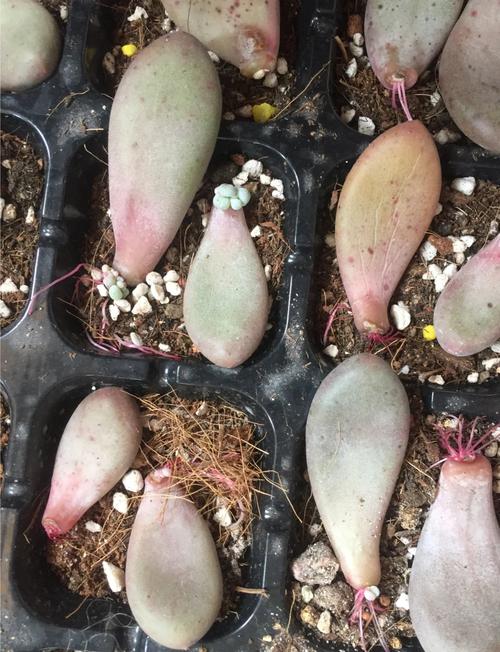 多肉叶插水培可行吗?-第1张图片-吾爱花网 多肉叶插水培可行吗?-第1张图片-吾爱花网