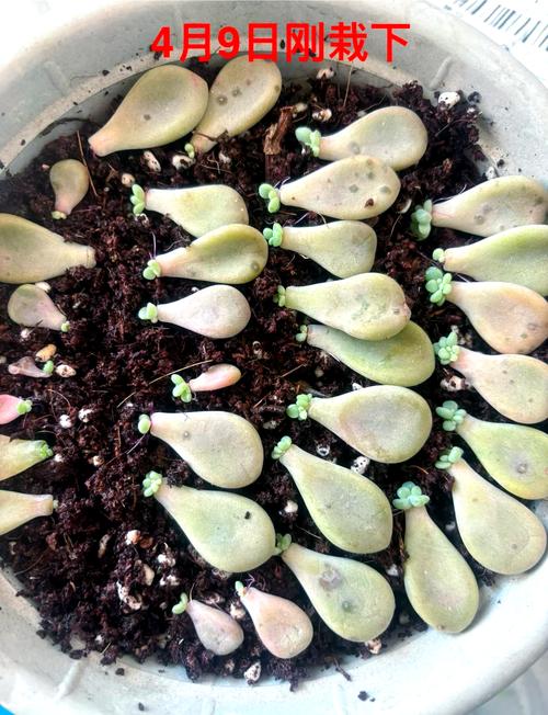 多肉叶插水培可行吗?-第2张图片-吾爱花网 多肉叶插水培可行吗?-第2张图片-吾爱花网