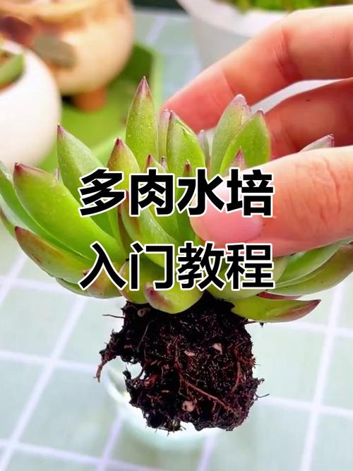 如何让多肉放在水里生根-第1张图片-吾爱花网 如何让多肉放在水里生根-第1张图片-吾爱花网