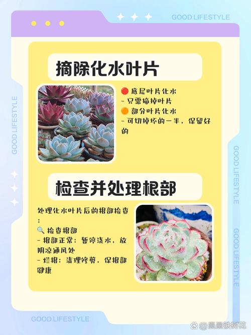 如何让多肉放在水里生根-第3张图片-吾爱花网 如何让多肉放在水里生根-第3张图片-吾爱花网