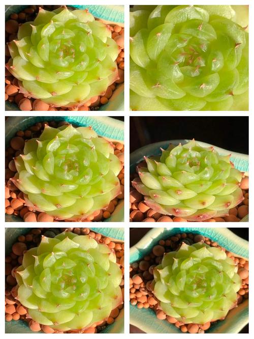 夏季多肉能天天喷水吗?-第1张图片-吾爱花网 夏季多肉能天天喷水吗?-第1张图片-吾爱花网