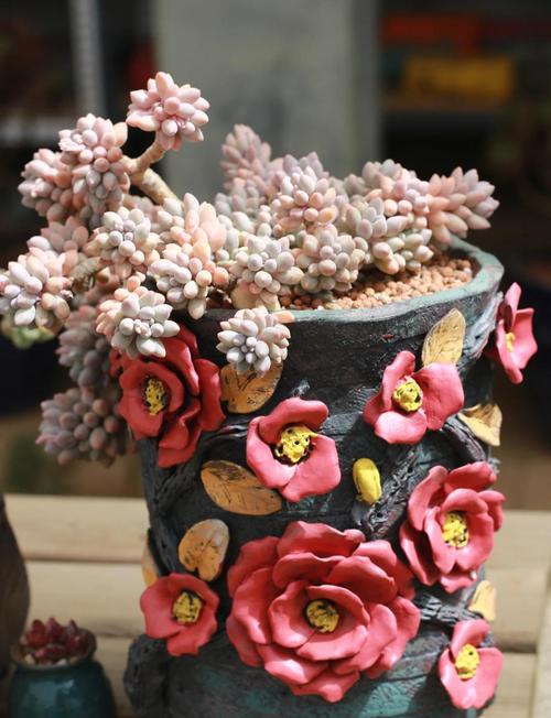 夏季多肉能天天喷水吗？-第2张图片-吾爱花网