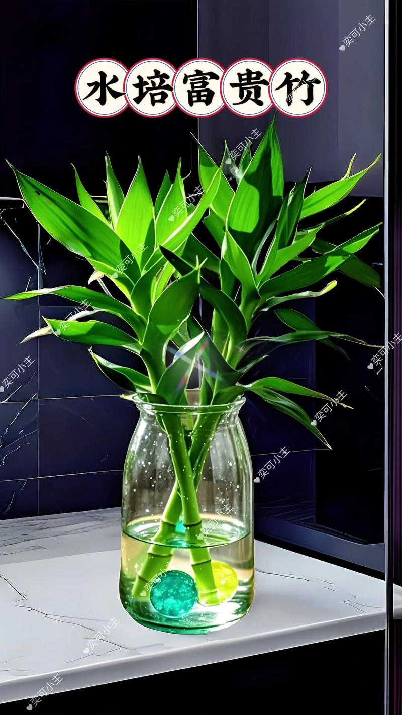 水培富贵竹玻璃瓶需不需要刷?-第1张图片-吾爱花网 水培富贵竹玻璃瓶需不需要刷?-第1张图片-吾爱花网