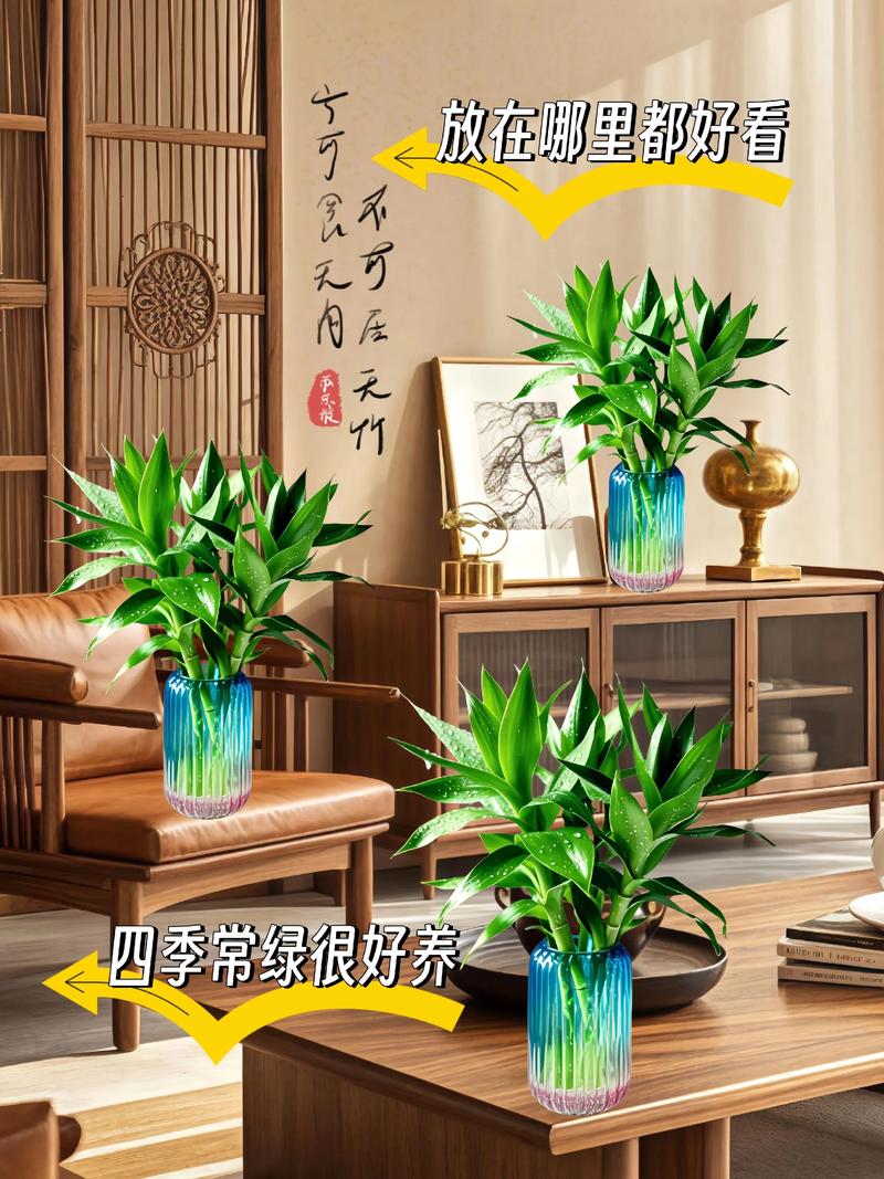 水培富贵竹玻璃瓶需不需要刷?-第3张图片-吾爱花网 水培富贵竹玻璃瓶需不需要刷?-第3张图片-吾爱花网