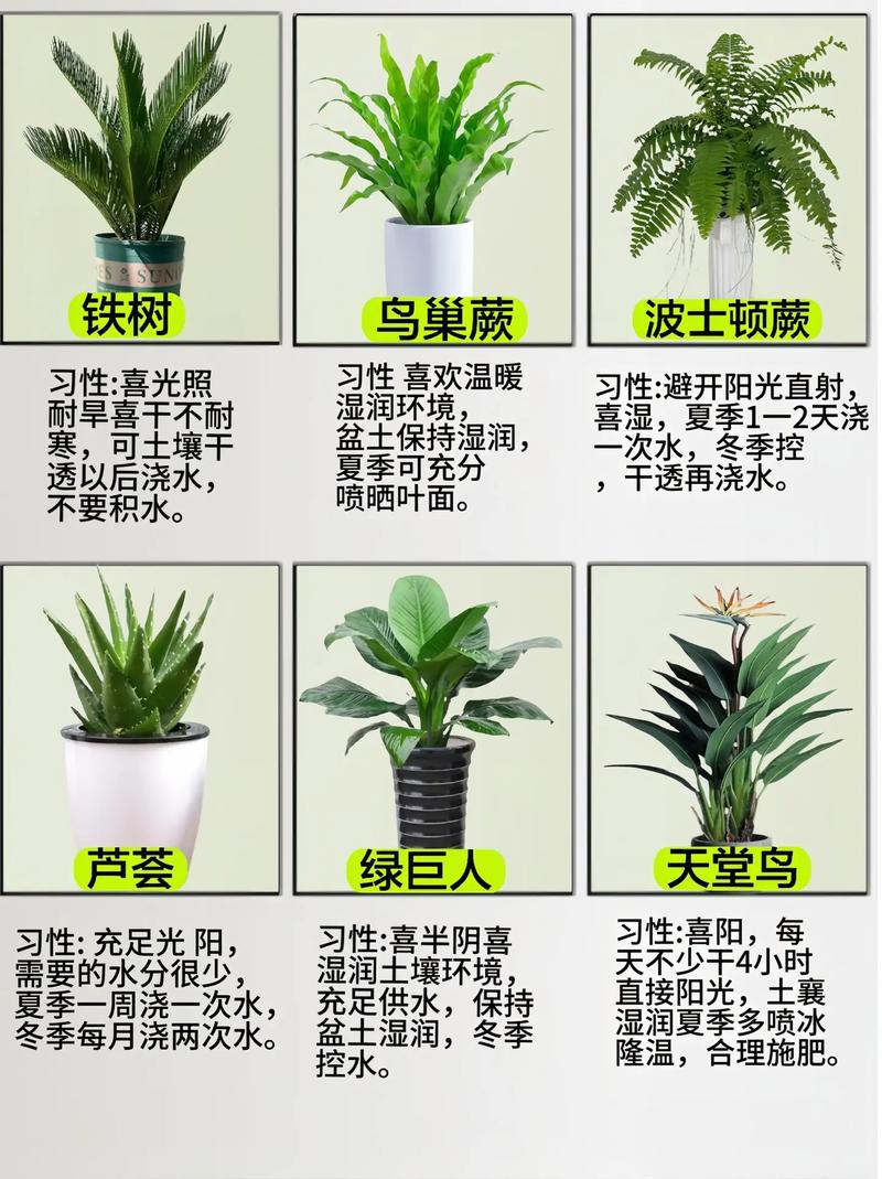 花盆栽图片名称大全有哪些常见品种?-第3张图片-吾爱花网 花盆栽图片名称大全有哪些常见品种?-第3张图片-吾爱花网