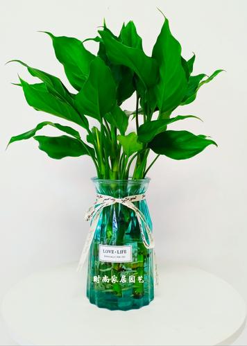 广东万年青水培方法步骤图解-第1张图片-吾爱花网 广东万年青水培方法步骤图解-第1张图片-吾爱花网