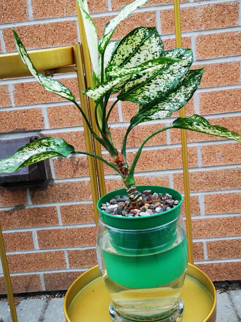 广东万年青水培方法步骤图解-第3张图片-吾爱花网