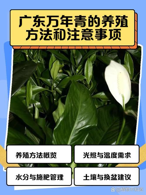 广东万年青水培方法步骤图解-第2张图片-吾爱花网