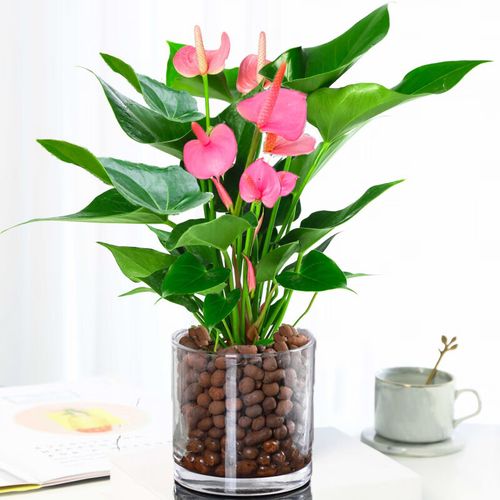 水培红掌加营养液可行吗?-第3张图片-吾爱花网 水培红掌加营养液可行吗?-第3张图片-吾爱花网