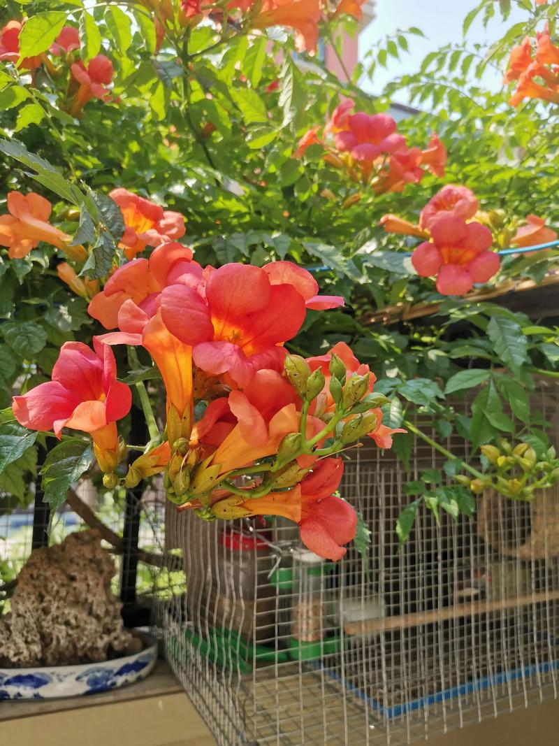 月季石榴盆栽图片，养护技巧有哪些？-第3张图片-吾爱花网