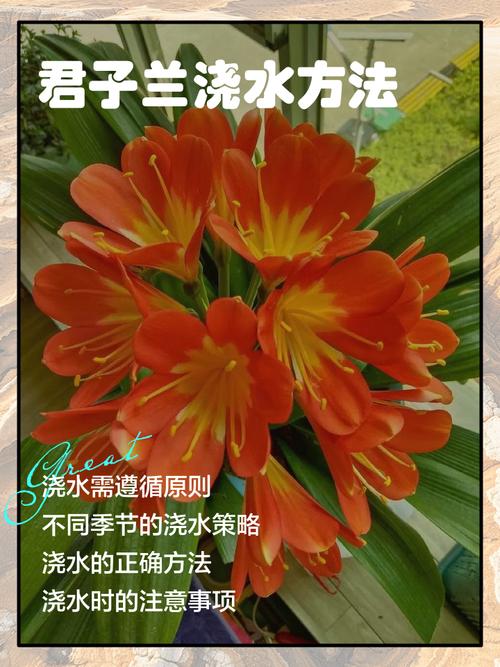 盆栽花卉如何判断该浇水?-第2张图片-吾爱花网 盆栽花卉如何判断该浇水?-第2张图片-吾爱花网