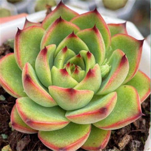 月光女神多肉花形似何物?-第2张图片-吾爱花网 月光女神多肉花形似何物?-第2张图片-吾爱花网