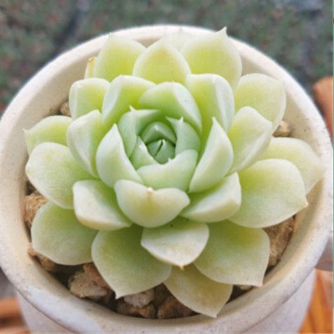 月光女神多肉花形似何物?-第3张图片-吾爱花网 月光女神多肉花形似何物?-第3张图片-吾爱花网