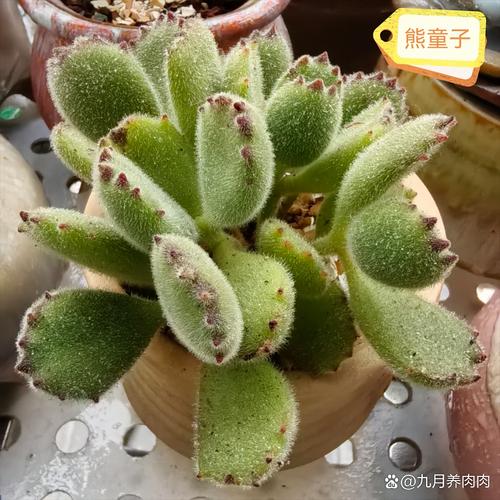 月光女神多肉花形似何物?-第1张图片-吾爱花网 月光女神多肉花形似何物?-第1张图片-吾爱花网