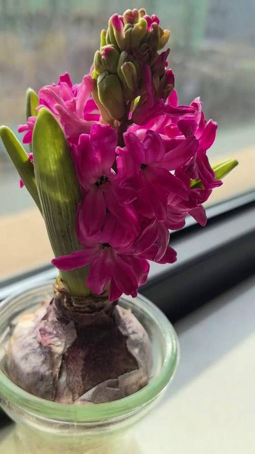 水培风信子开花后该放哪边养护？-第1张图片-吾爱花网