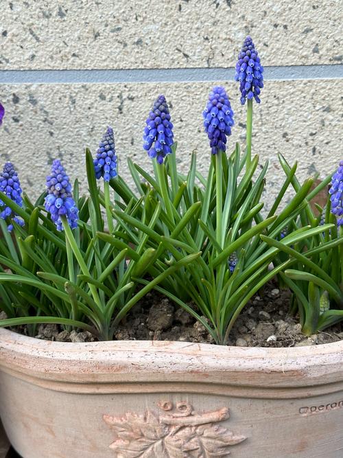 水培风信子开花后该放哪边养护？-第3张图片-吾爱花网