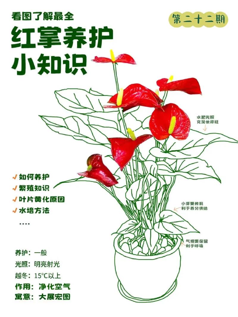 水培红掌如何养出更艳红的花色?-第1张图片-吾爱花网 水培红掌如何养出更艳红的花色?-第1张图片-吾爱花网