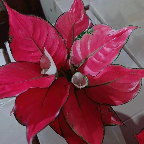 水培红掌如何养出更艳红的花色?-第3张图片-吾爱花网 水培红掌如何养出更艳红的花色?-第3张图片-吾爱花网