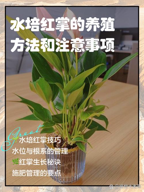 水培红掌如何养出更艳红的花色？-第2张图片-吾爱花网