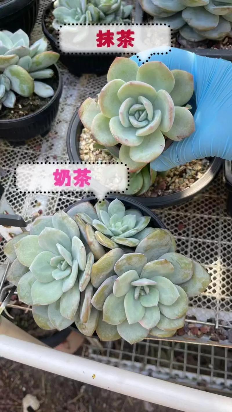 茶水发酵几天才适合浇多肉？-第1张图片-吾爱花网