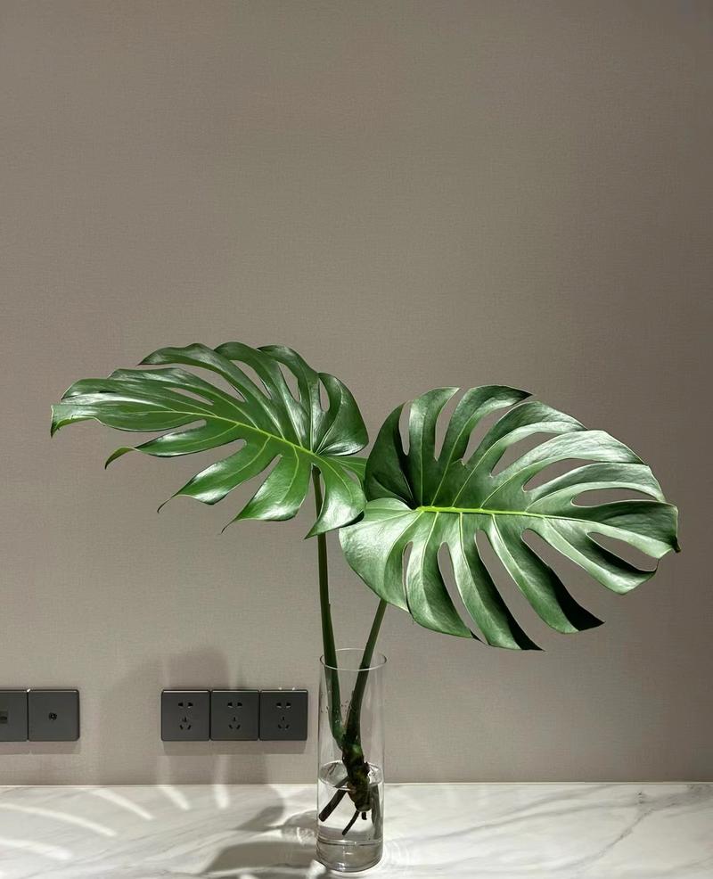 长得像草的水培植物是什么?-第2张图片-吾爱花网 长得像草的水培植物是什么?-第2张图片-吾爱花网