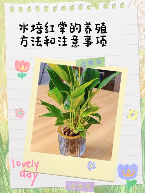 水泥盆栽红掌怎么养?-第2张图片-吾爱花网 水泥盆栽红掌怎么养?-第2张图片-吾爱花网