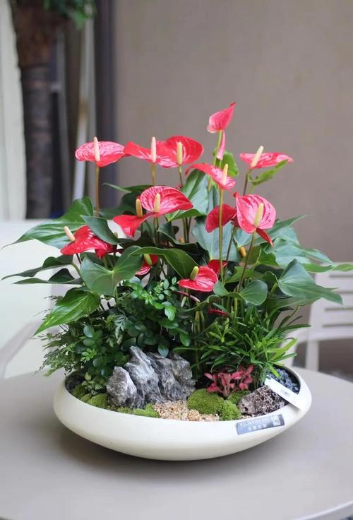 水泥盆栽红掌怎么养?-第1张图片-吾爱花网 水泥盆栽红掌怎么养?-第1张图片-吾爱花网