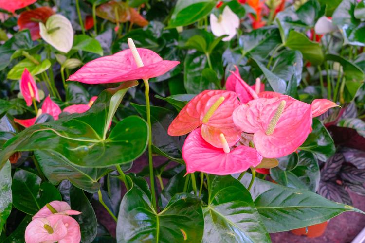 水泥盆栽红掌怎么养?-第3张图片-吾爱花网 水泥盆栽红掌怎么养?-第3张图片-吾爱花网