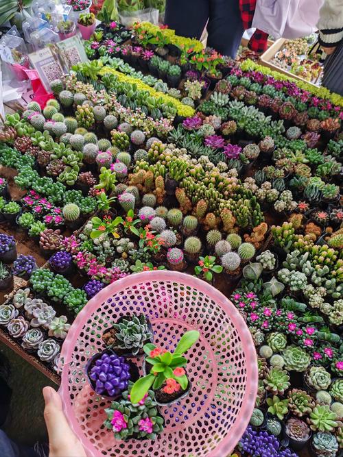 怒江多肉小盆栽基地批发哪家好？-第2张图片-吾爱花网